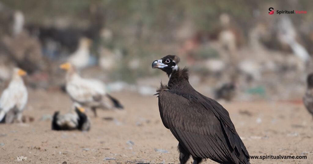 Cinereous vulture