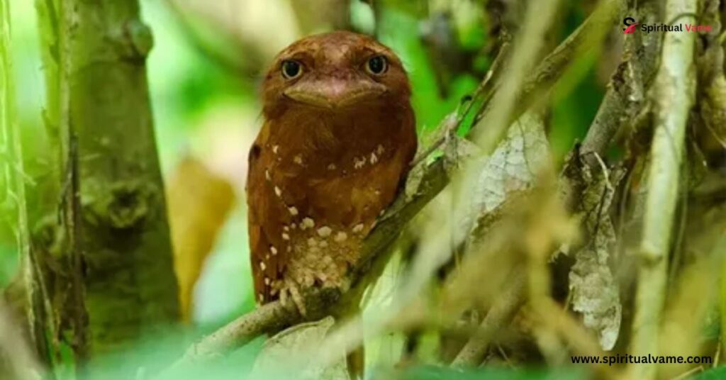 Sri Lanka frogmouth 