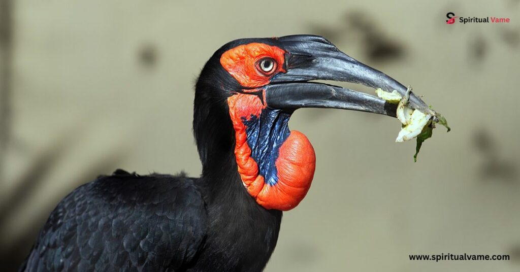 Southern ground hornbill 