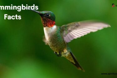  Hummingbirds Facts