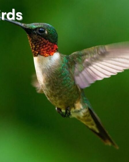  Hummingbirds Facts