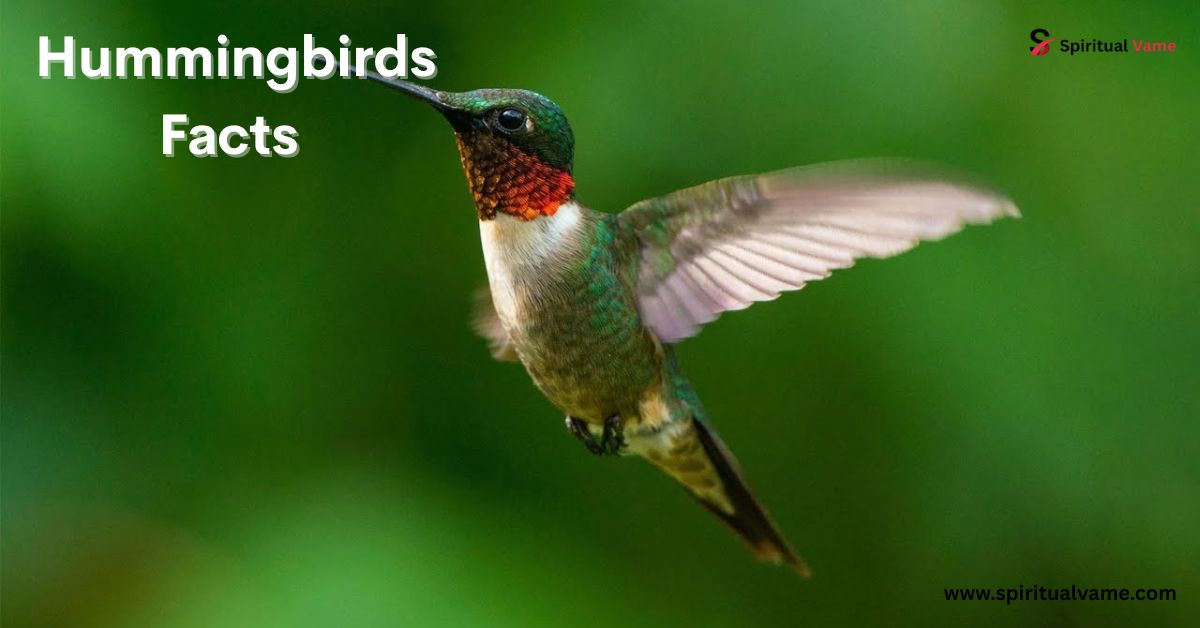  Hummingbirds Facts
