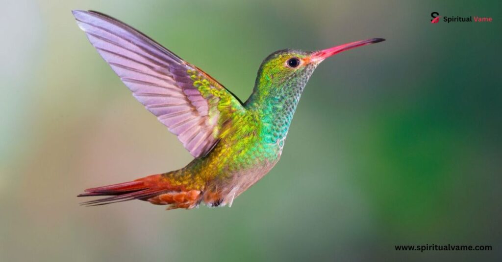  There are 360+ hummingbird species.