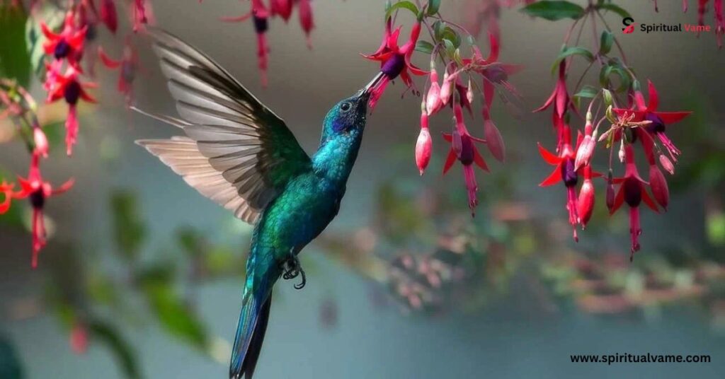 Fun Facts About Hummingbirds