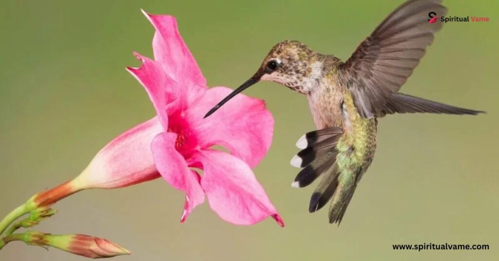 Hummingbirds' heartbeats are through the roof.