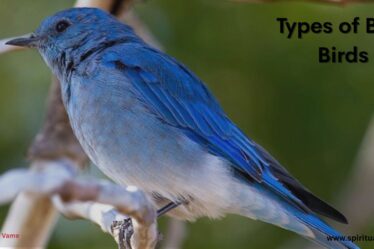 Types of Blue Birds