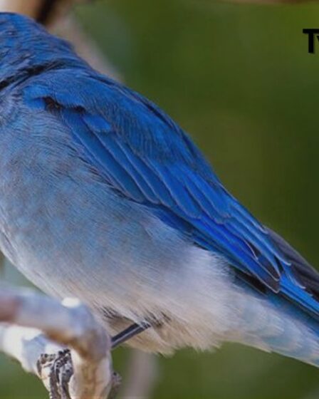 Types of Blue Birds