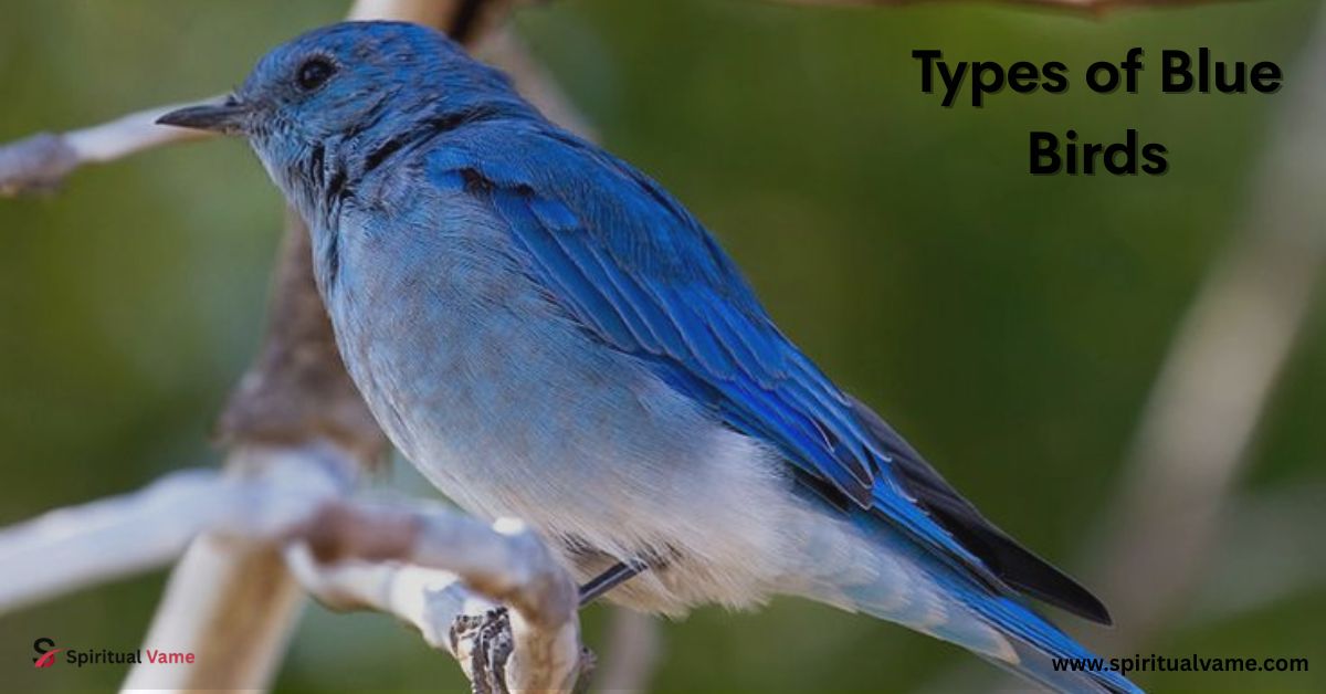 Types of Blue Birds
