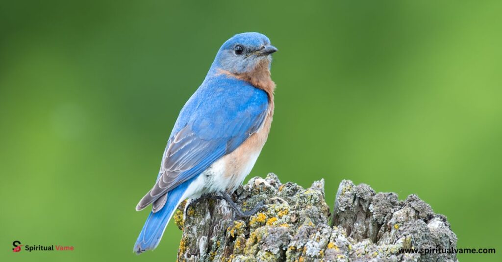 11 Types of Blue Birds of North America
