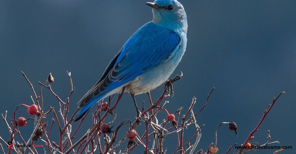 Mountain Bluebird (Sialia currucoides)