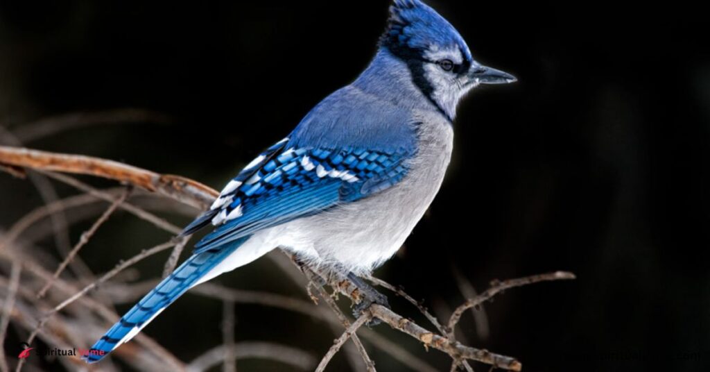 Blue Jay (Cyanocitta cristata)