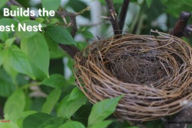 Bird Builds the Best Nest