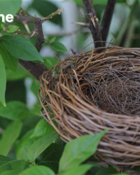 Bird Builds the Best Nest