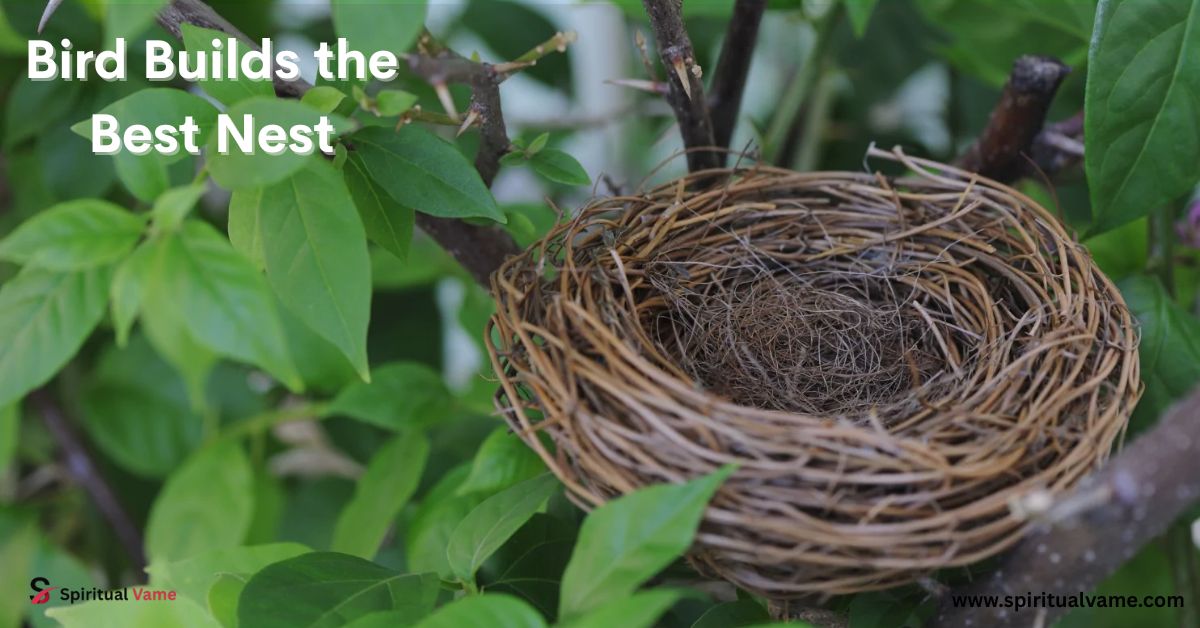 Bird Builds the Best Nest