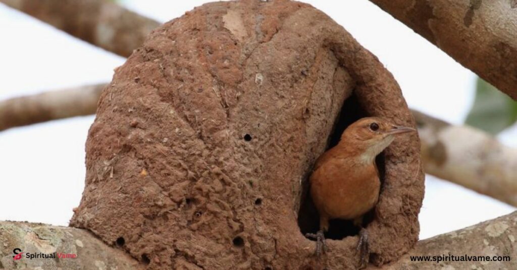 The Ovenbird