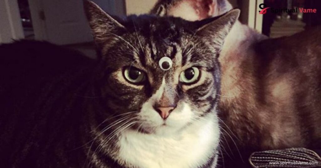 The Omen of A Dead Three-Eyed Cat