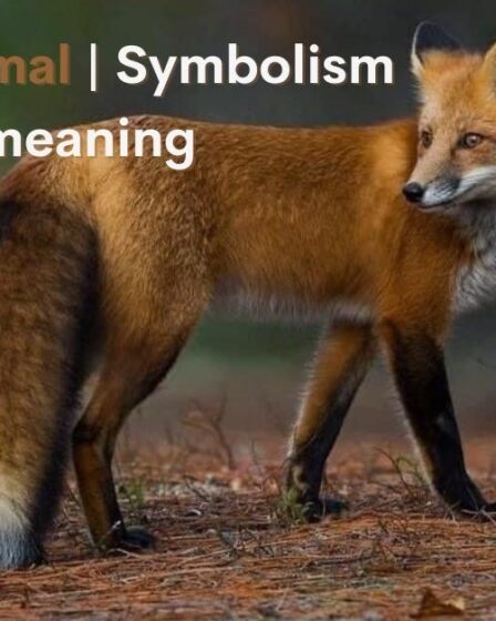 Fox spirit animal | Symbolism and meaning