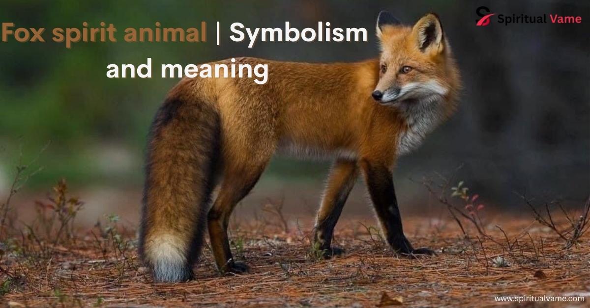 Fox spirit animal | Symbolism and meaning