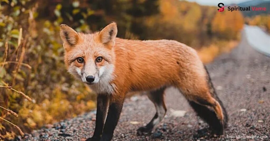 What Does a Fox Symbolise?