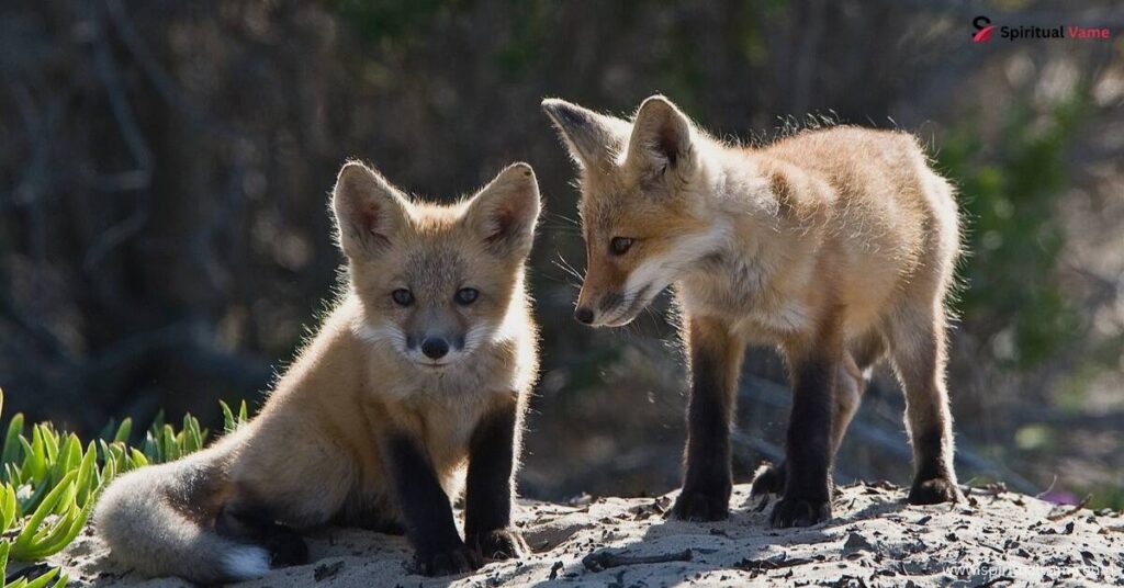 What Does it Mean if You Dream of a Fox