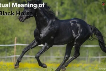 Spiritual Meaning of Black Horse