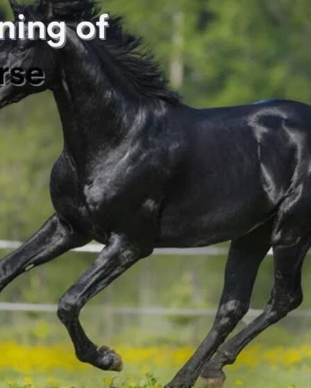 Spiritual Meaning of Black Horse
