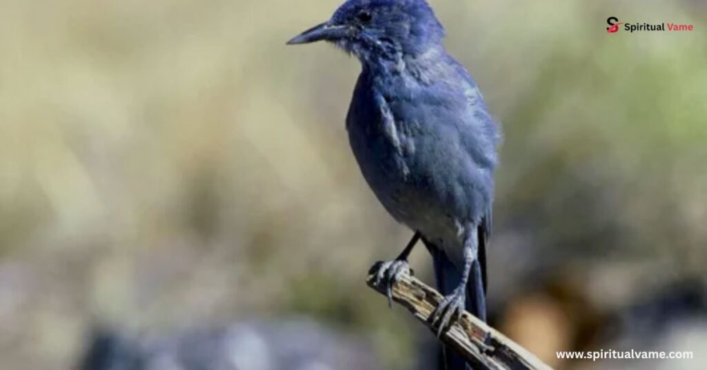 Woodhouse’s Scrub-Jay