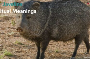 Javelina Spiritual Meanings