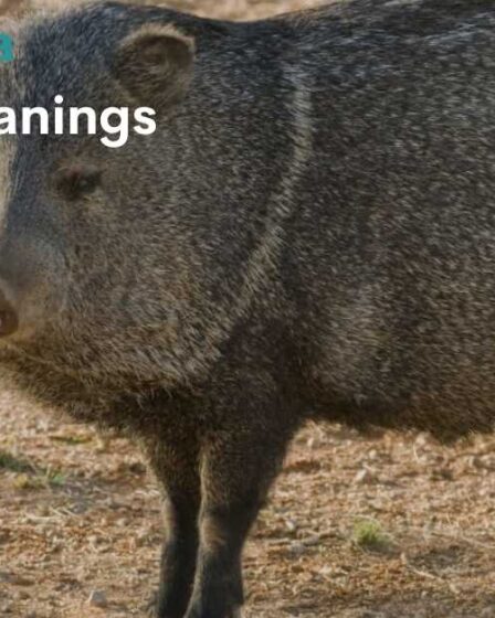 Javelina Spiritual Meanings