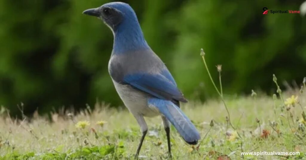 Nuts for Jays