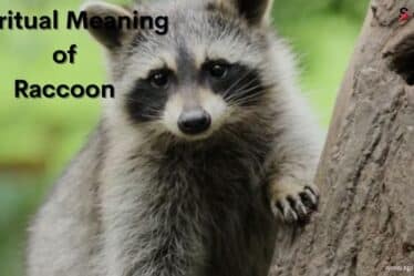 Spiritual Meaning of a Raccoon
