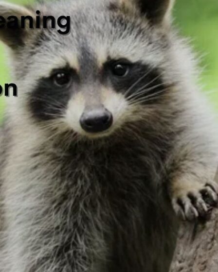 Spiritual Meaning of a Raccoon