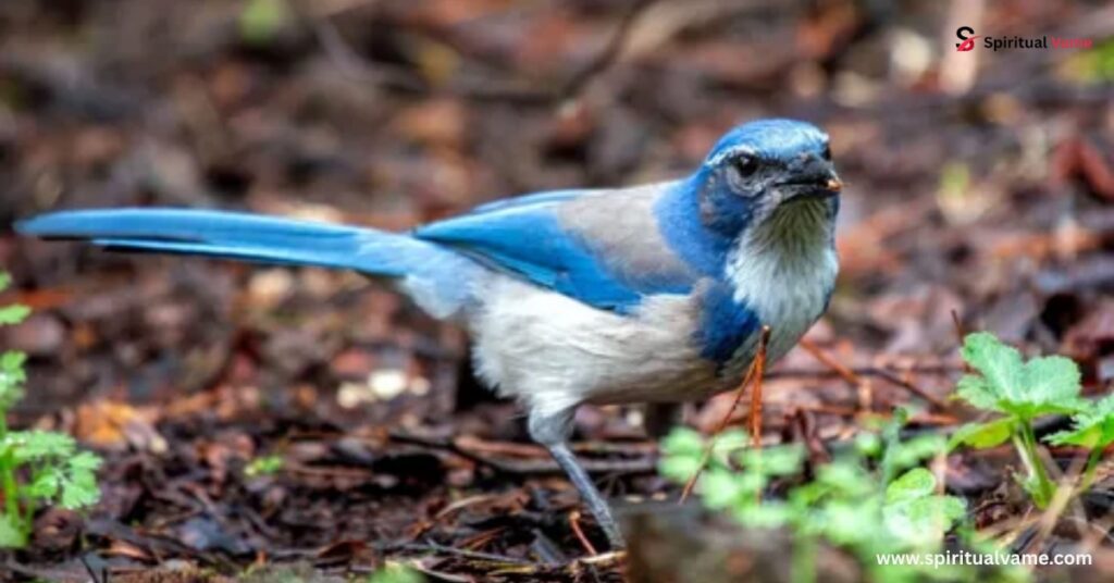 Native American perspectives on Scrub Jays