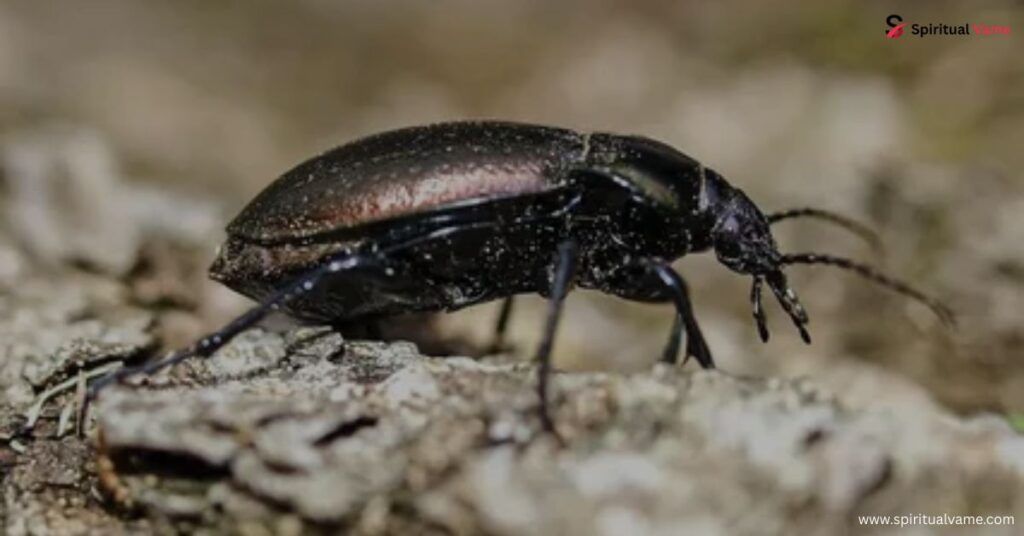 What is the Spiritual Meaning of a Black Beetle