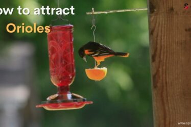 How to attract orioles