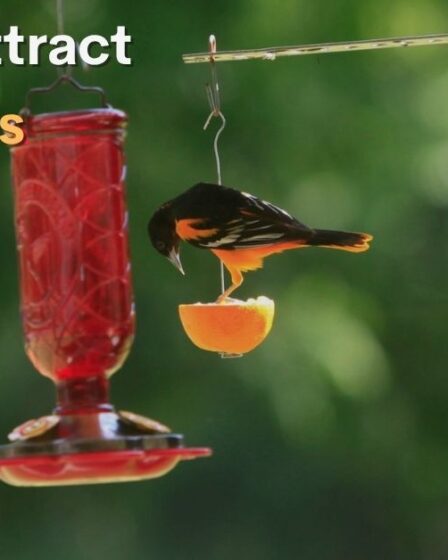 How to attract orioles