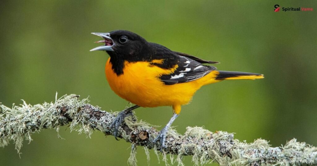 Learn About & Understand Orioles