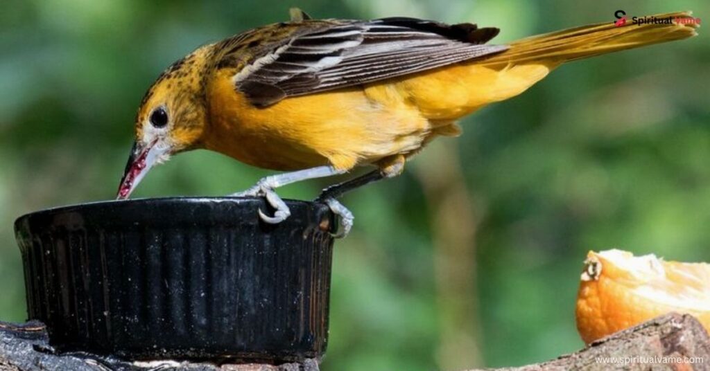 How to Attract Orioles