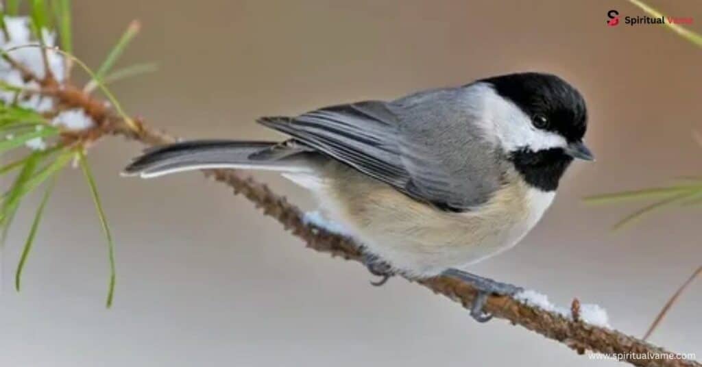 Do Chickadees Migrate?