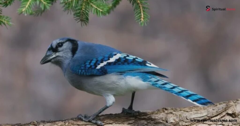 Habitat and feeding habits