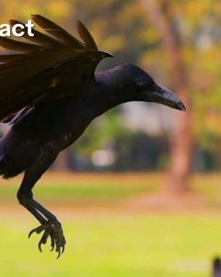 How to Attract Crows to Your Yard