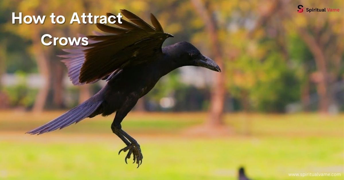 How to Attract Crows to Your Yard