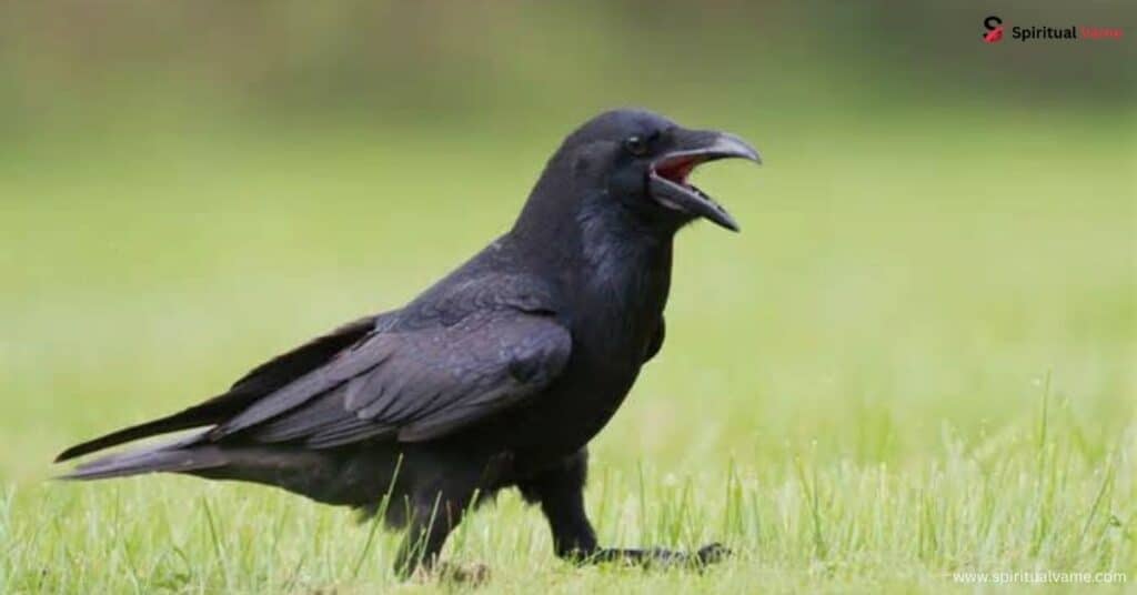 Pros and Cons of Bringing Crows Around