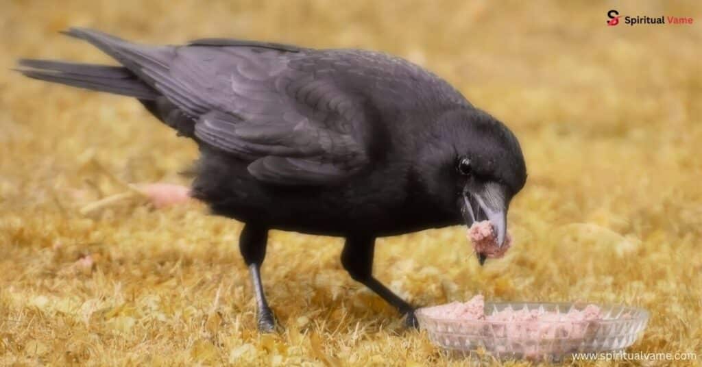 How to Attract Crows and Ravens to Your Garden