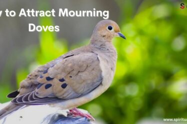 How to Attract Mourning Doves