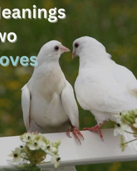 Spiritual Meanings of Two Grey Doves