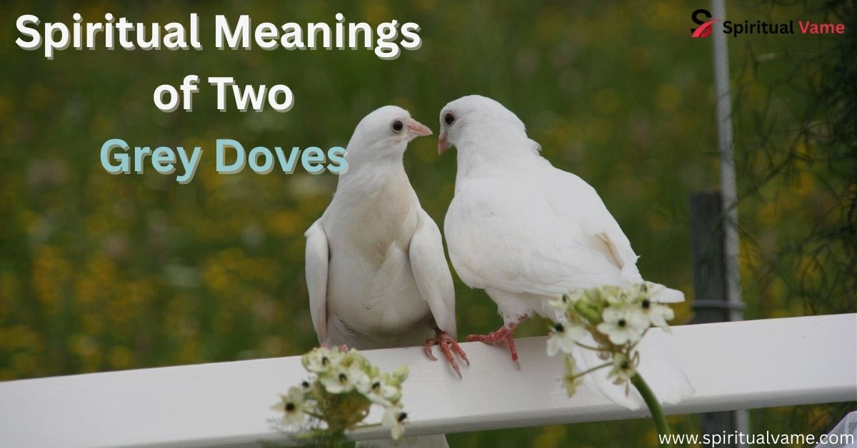 Spiritual Meanings of Two Grey Doves