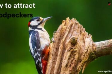 How to attract woodpeckers