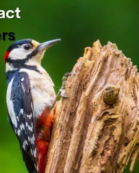 How to attract woodpeckers