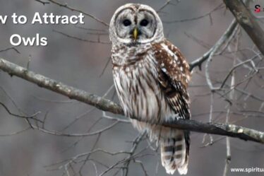 How to Attract Owls
